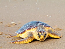 Grote Caretta Schildpad op Turtle Beach