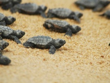 Baby Caretta Schildpadden naar zee