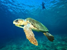 Zwemmen met Caretta Schildpadden